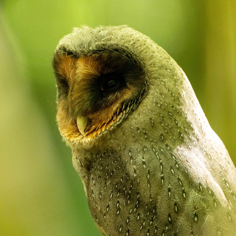 Barn Owl