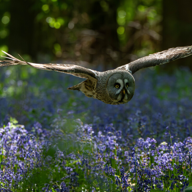 Great Grey Owl