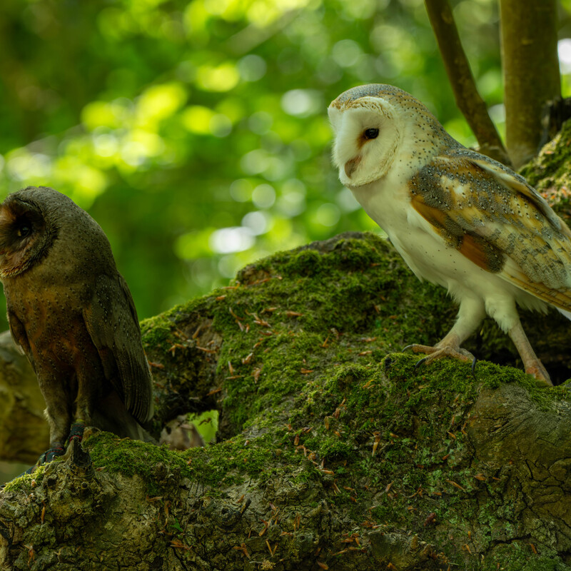 Barn Owl