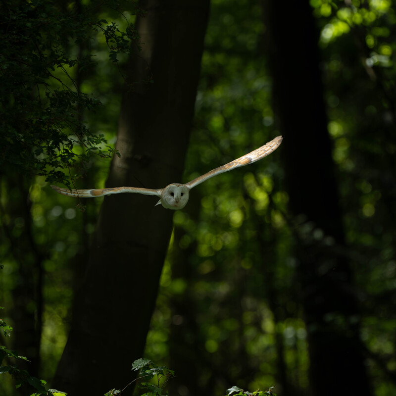 Barn Owl