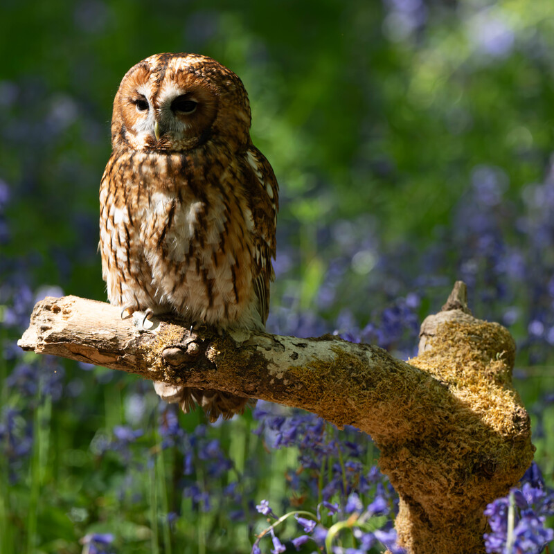 Tawny Owl