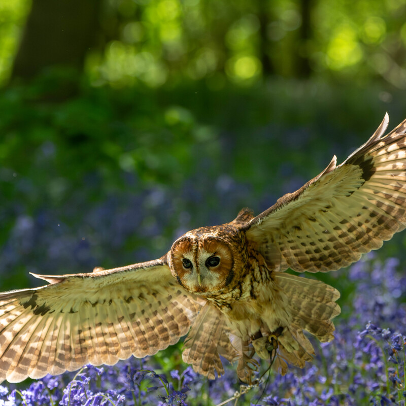 Tawny Owl