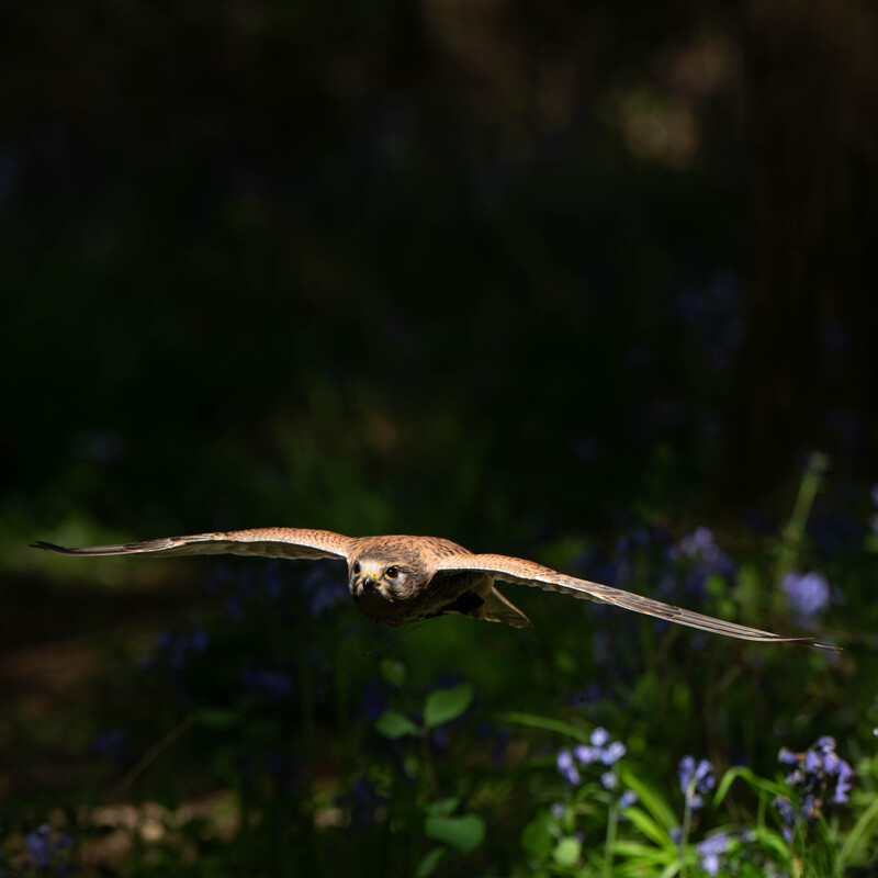 Kestrel