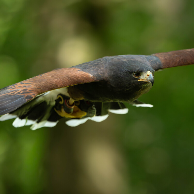Harris Hawk