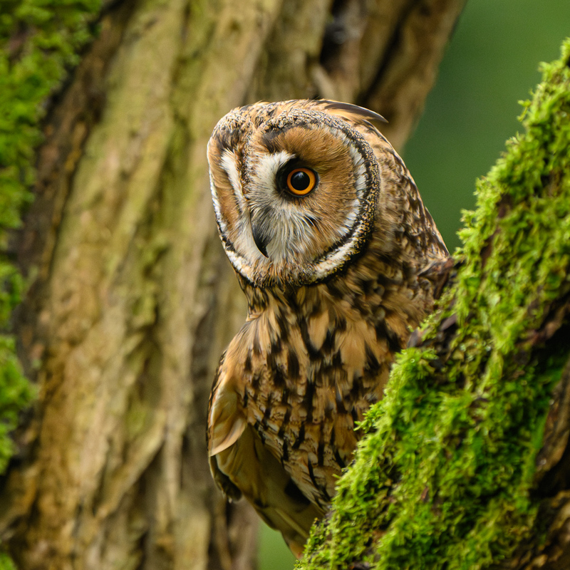 Long Eared Owl