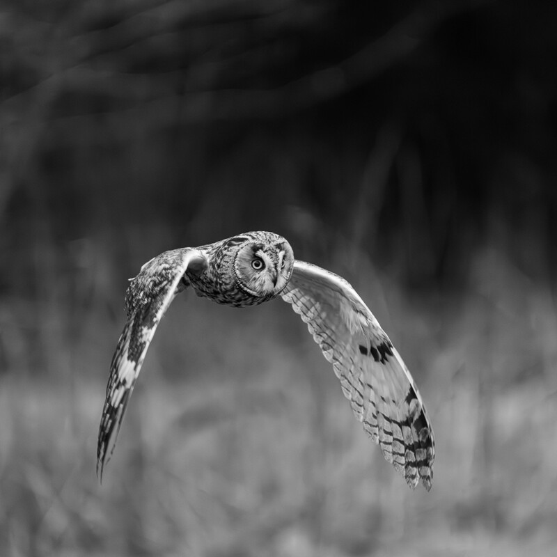 Long Eared Owl